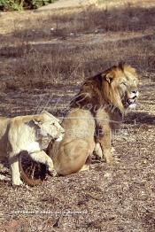 Image du Maroc Professionnelle de  MAX un jeune lion de l'atlas âgé de 7 ans effectue sa première sortie de cage depuis sa naissance, il est accompagné d'une lionne âgée de 5 ans qui avait déjà donnée naissance à 3 petits au zoo de Temara près de Rabat, Mardi 27 Avril 1999. (Photo / Abdeljalil Bounhar)